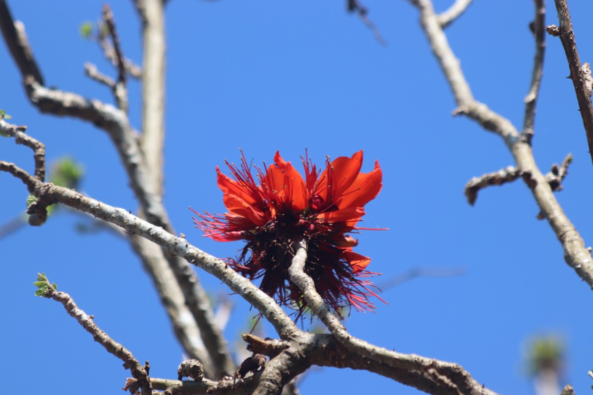 Erythrina variegata L.